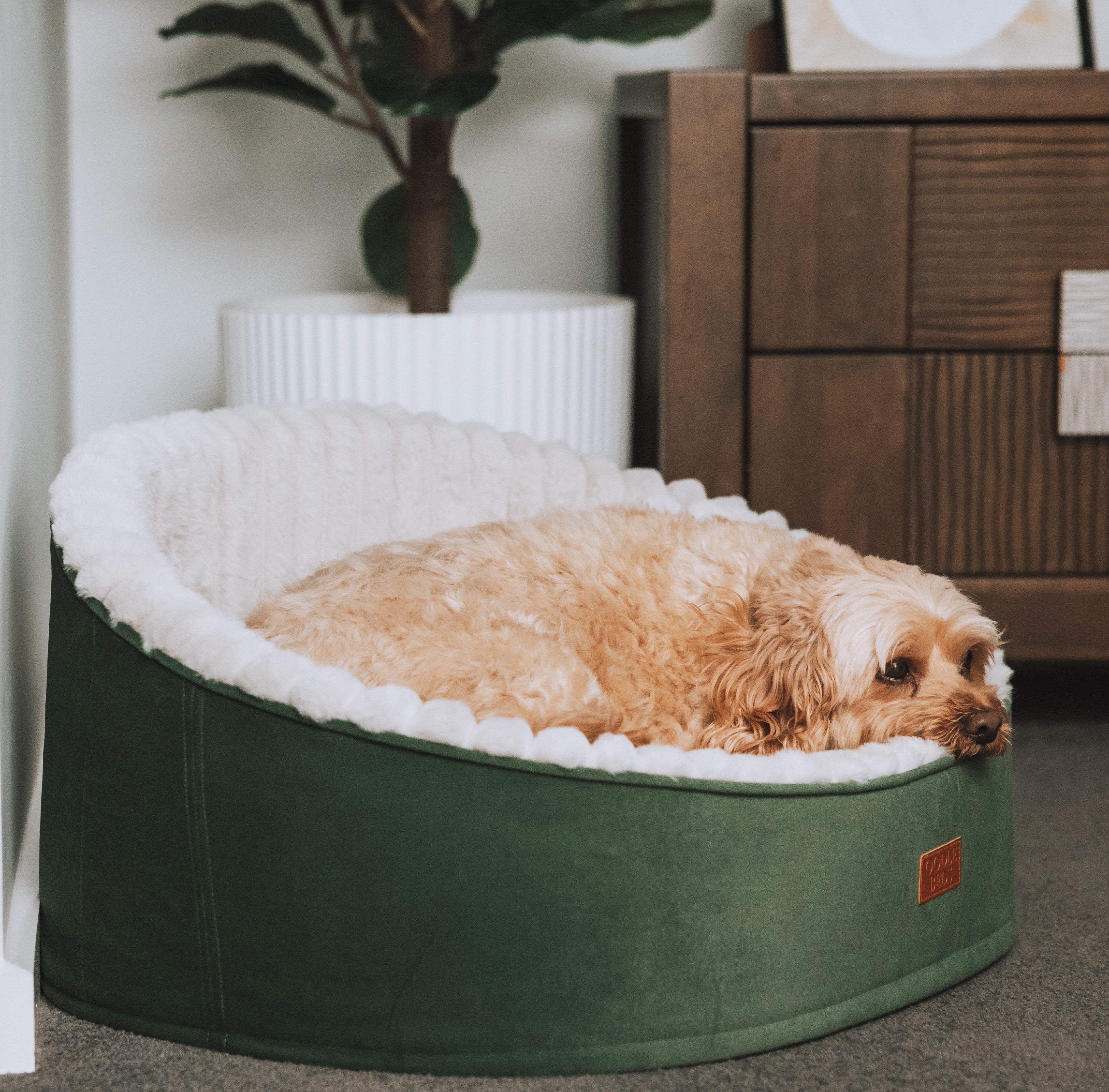 Oodle Beds